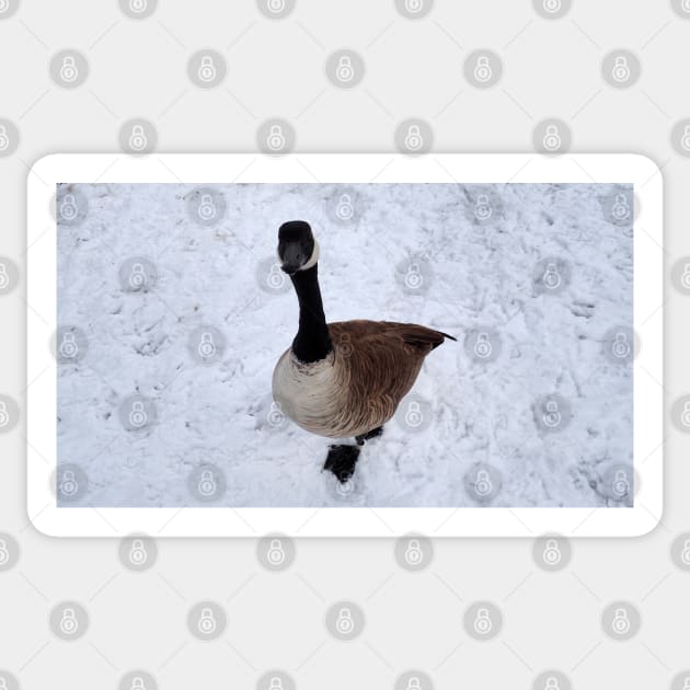 Cute Canada Goose Starring At The Camera In The Winter Sticker by BackyardBirder